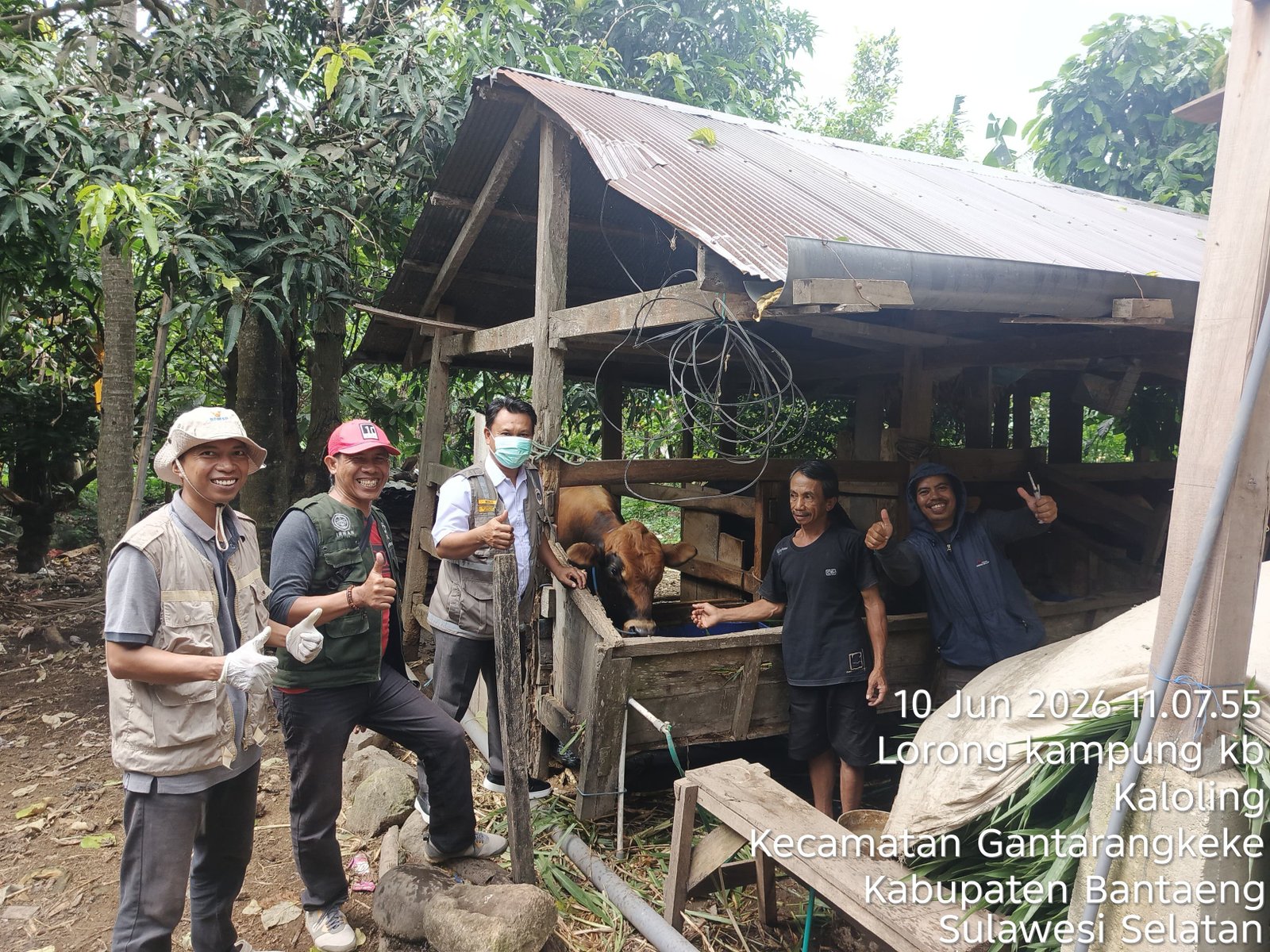 Cegah Penyebaran PMK, Bidang Peternakan Bantaeng Vaksin 1.000 Sapi