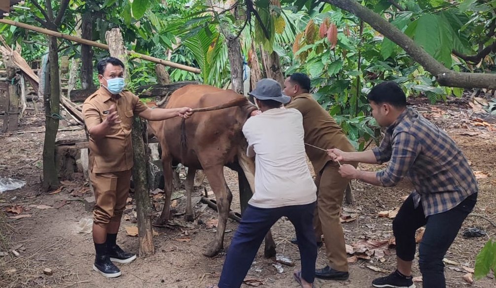 Semarak Kemerdekaan RI, Kabid Peternakan Bantu Kelahiran Sapi Hasil Inovasi SI-STRAW