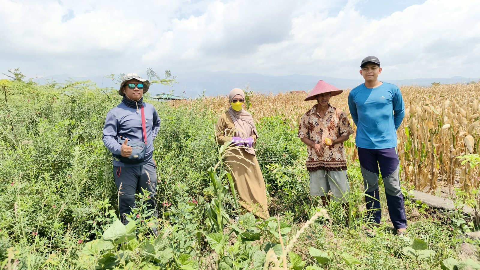 Sambut Panen Raya, Kabid Tanaman Pangan Pantau Langsung Lokasi Demplot Jagung dan Padi Genjah di Kelurahan Lembang