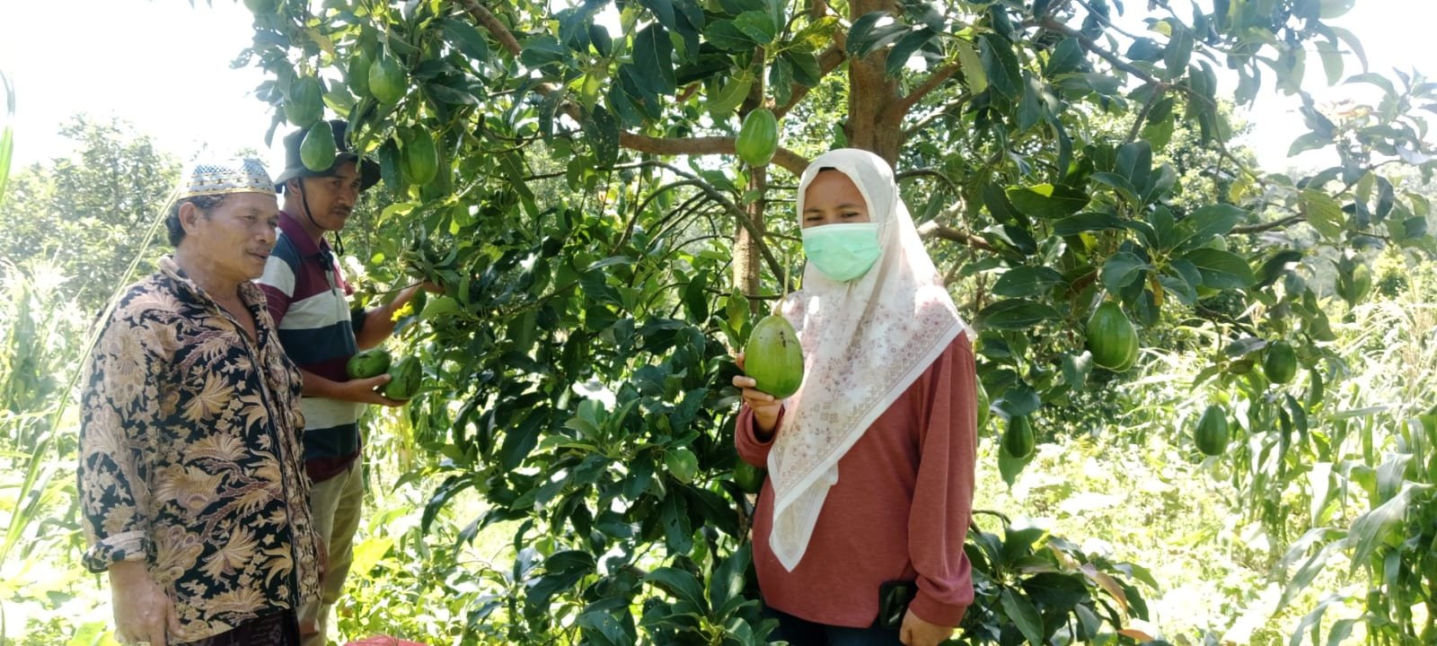 Plt Kabid Hortikultura Pantau Langsung Perkembangan Kampung Alpukat di Desa Bonto Daeng