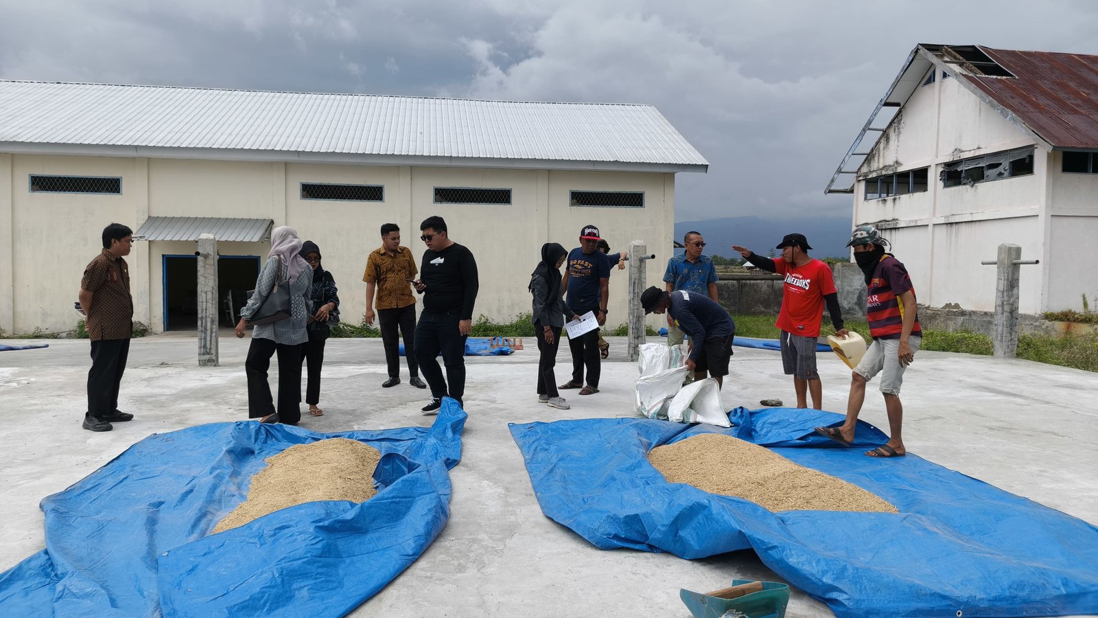 Sinergi Unhas dan Dinas Pertanian Bantaeng: Optimalkan Pasca Panen Padi Genjah melalui Penjemuran dan Penimbangan Presisi