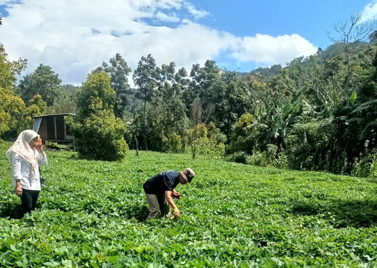 Optimalkan Potensi Ubi Jalar, Plt. Kabid Hortikultura Bantaeng Lakukan Monev di Dua Kecamatan