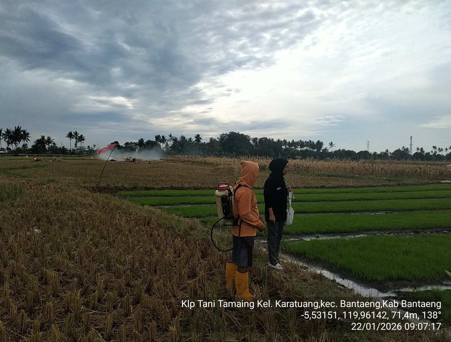 Persemaian Jadi Kunci, Petani Karatuang Dibekali Teknik Tanam Padi yang Benar
