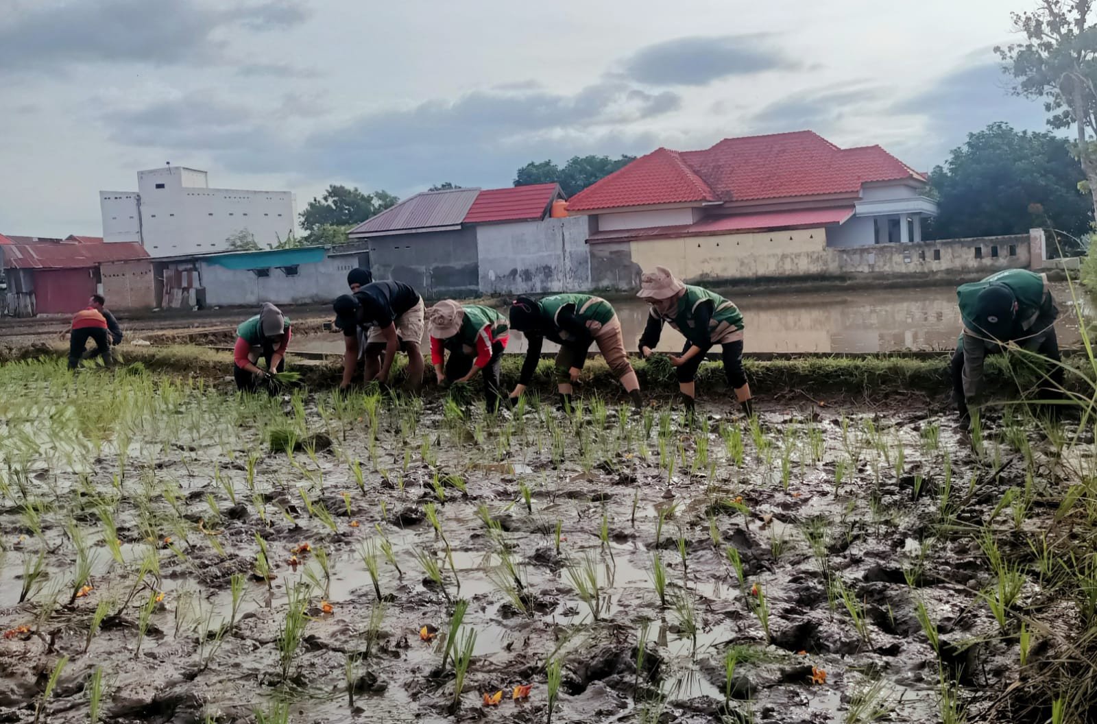 Langkah Nyata Percepatan LTT, Kelompok Tani Lamalaka III Tanam Padi di dampingi Oleh Seluruh PPL se-Kecamatan Bantaeng