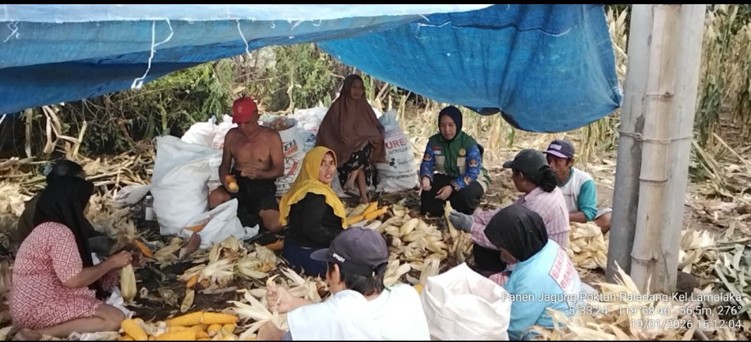 Penyuluhan mencakup teknik budidaya jagung mulai dari penanaman, pemeliharaan, panen, hingga pascapanen