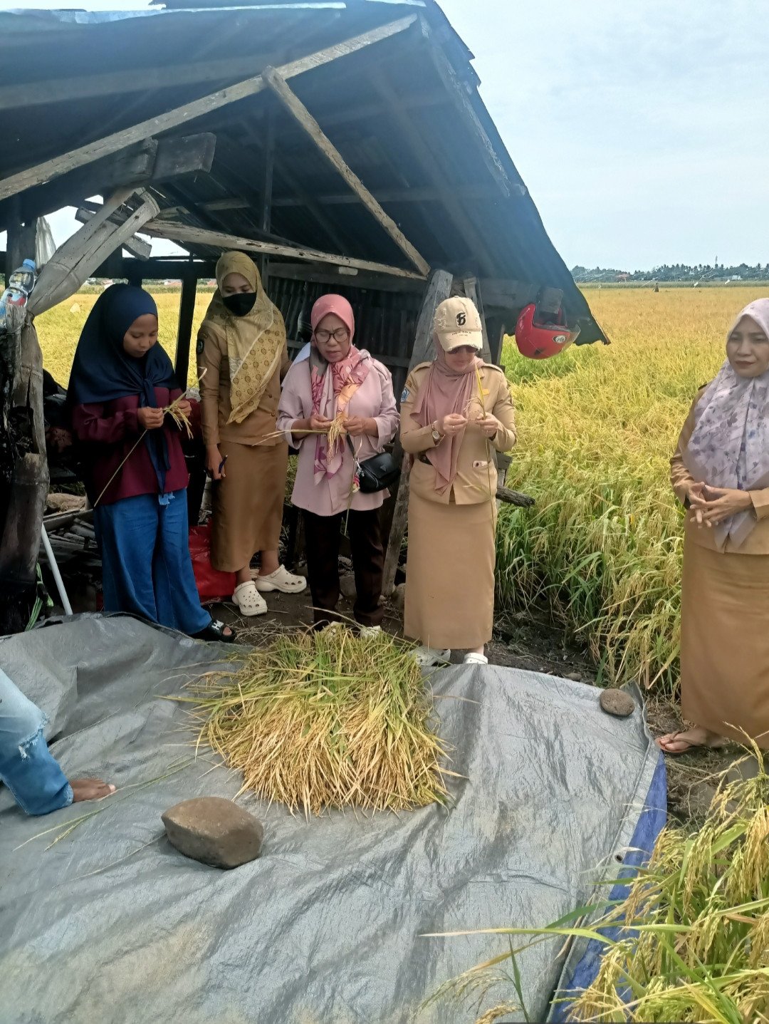 Langkah Nyata Tingkatkan Produksi Padi, Ubinan Digelar di Kelurahan Lembang