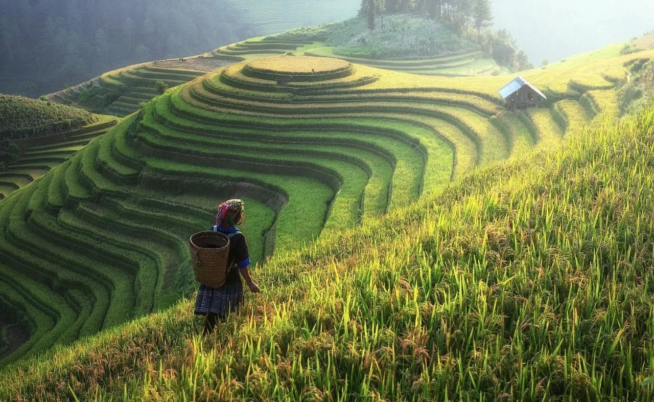 Pentingnya Pertanian dalam Menjaga Ketahanan Pangan