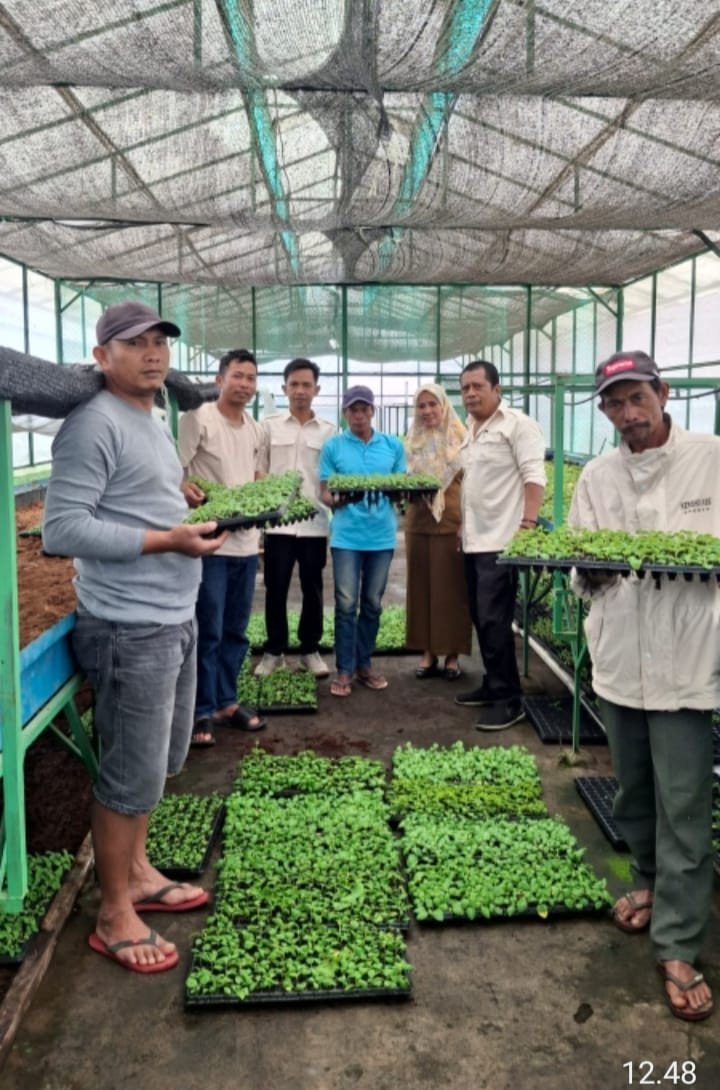 Pembagian Bibit Kentang Stek Akar Hasil Kerja Sama Dinas Pertanian dengan UNHAS  kepada Petani DI Kecamatan Uluere