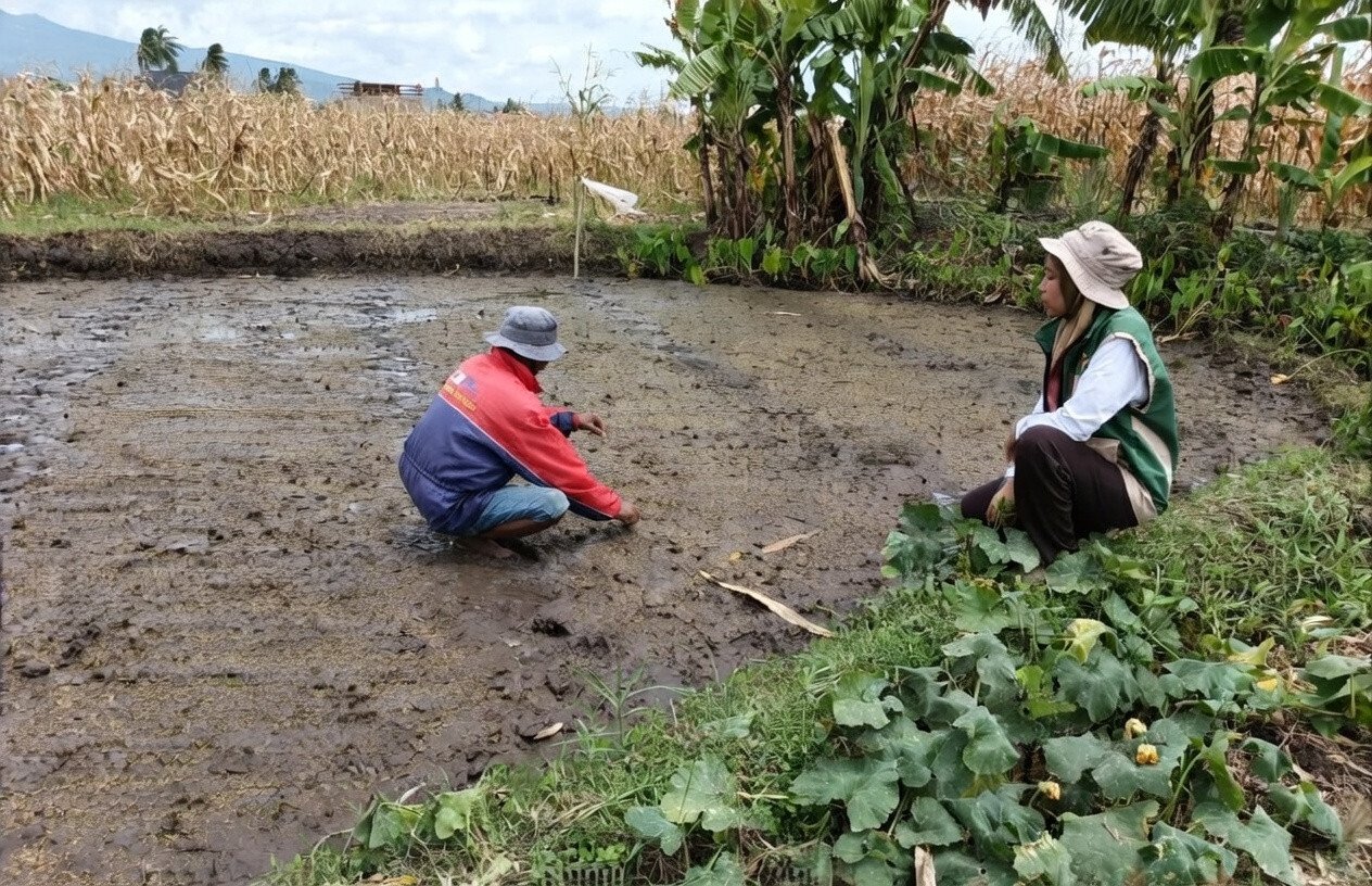 Penyuluh Pertanian Dampingi Petani Malilingi, Kunci Sukses Persemaian Padi Berkualitas