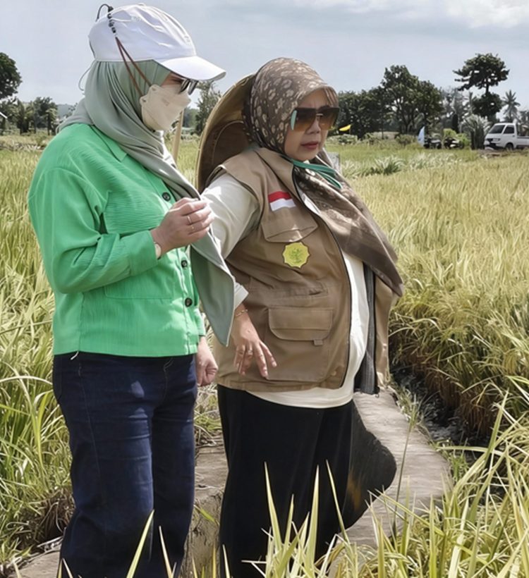 Sinergi Dinas Pertanian Bantaeng Pantau Kesiapan Panen Padi Varietas Unggul di Lembang Kecamatan Bantaeng