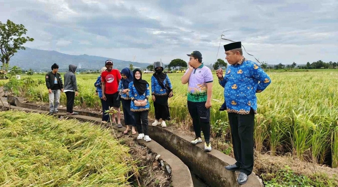 Sinergi Dinas Pertanian Bantaeng dan UNHAS Pantau Kesiapan Panen Padi Genjah di Kelurahan Lembang