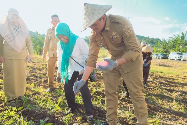 Penanaman Jagung Jago Unhas oleh Uji Nurdin Tandai Kebangkitan Petani Bantaeng