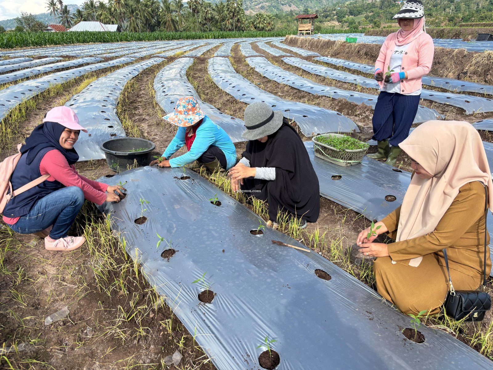 Genjot Produksi Hortikultura, Plt Kabid Hortikultura Lakukan Penanaman Perdana Cabai Keriting