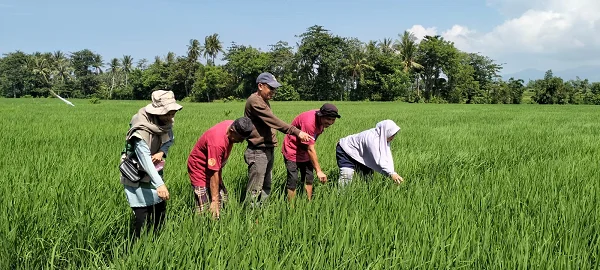 UPT Balai Benih Tanaman Pangan Dinas Pertanian Kabupaten Bantaeng Lakukan Pemeriksaan Lapangan Pertama Penangkaran Benih Padi Varietas Membramo