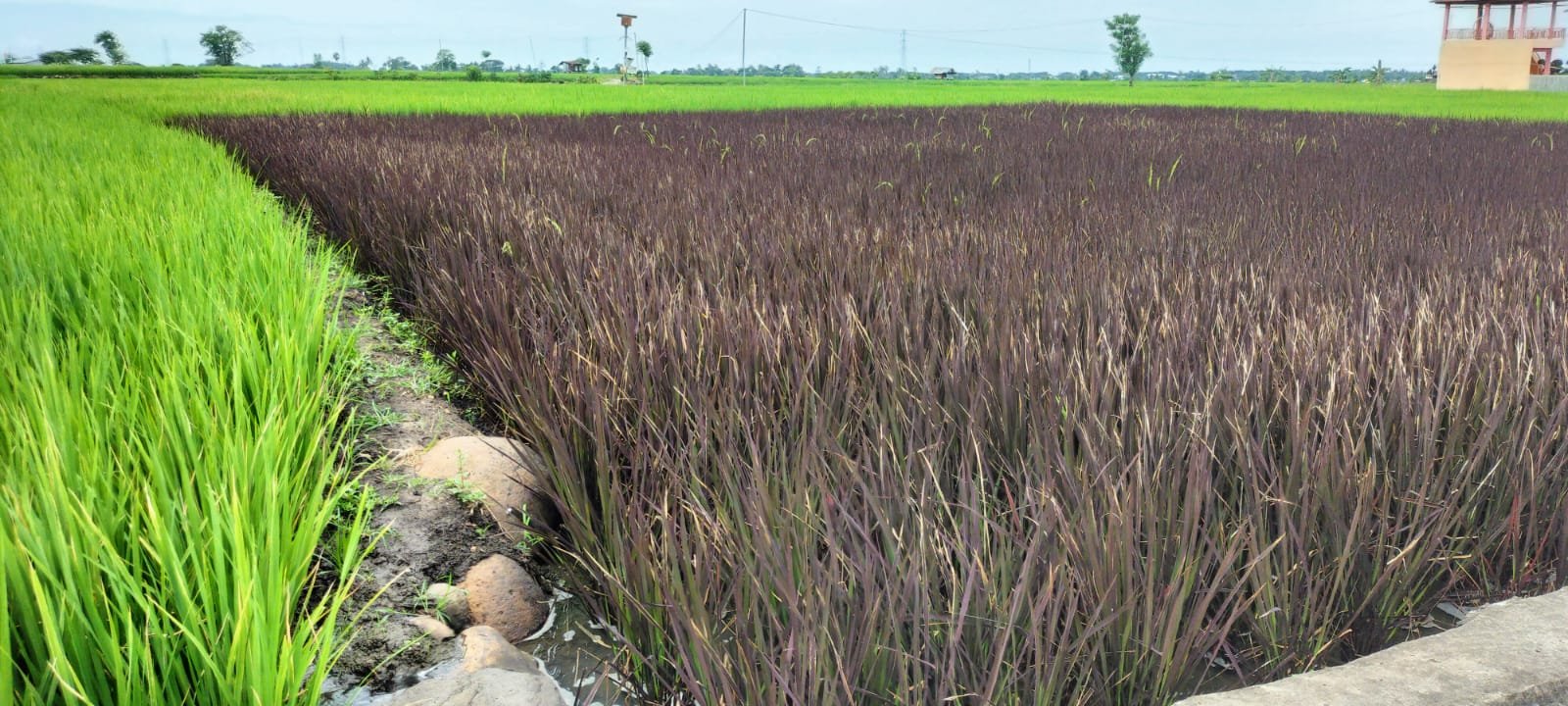 Optimalisasi Lahan Pertanian
